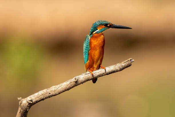 istock Common kingfisher stand in the rain forest 2191613951