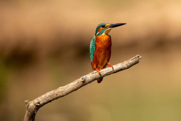 istock Common kingfisher stand in the rain forest 2191613952