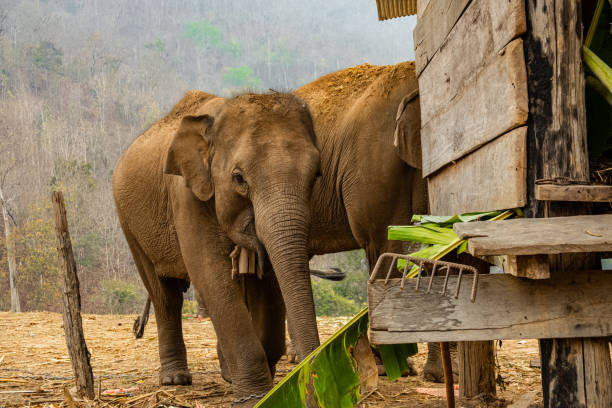 istock Elephants near a wooden structure in natural setting with sparse vegetation 2191616898