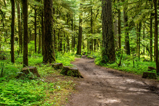 istock A trail through the lush temperate rainforest of Silver Falls State Park in Oregon. 2191616965