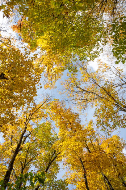 istock Fall colors at Mont Tremblant National Park 2191618678