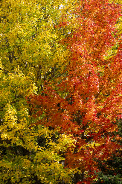 istock Maple tree at Mont Tremblant National Park in Autumn 2191618697