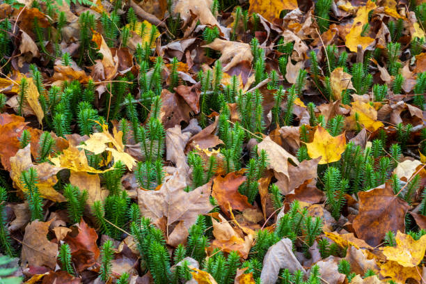 Forest at Mont Tremblant National Park in Autumn, Quebec, Canada