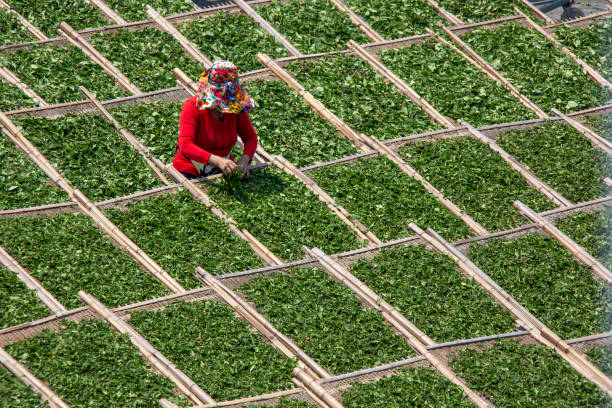 A worker is drying tea leaves in a tea factory