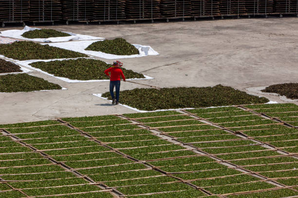 A female worker is drying tea leaves in a tea factory