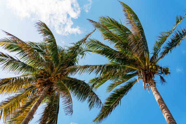 istock Swaying Palm Trees Gracefully Dancing Against a Bright and Beautiful Clear Blue Sky 2191620164