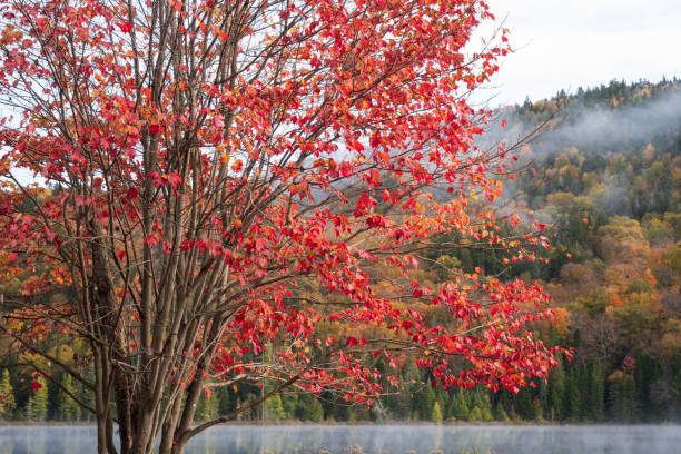 Maple tree in Mont Tremblant National Park in Autumn, Quebec, Canada