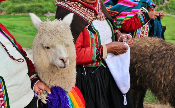 istock Alpacas and traditional costume in Cusco, Peru 2191624982