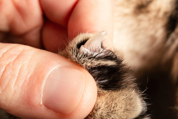 istock Cat claw grooming or health inspection. 2191627735