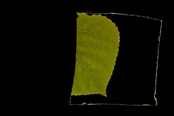 Tear out a crack on the green paper