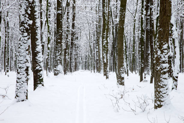 Frozen forest path surrounded by snow-covered trees