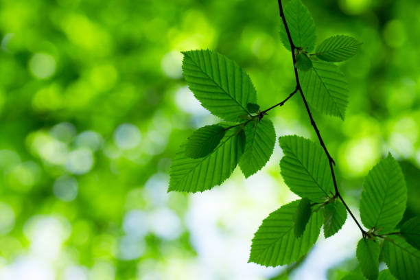 istock green leaves background in sunny day 2191629956