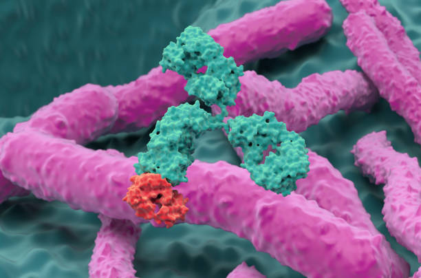 istock Monoclonal antibody therapy in Helicobacter pylori - closeup view 3d illustration 2191631441