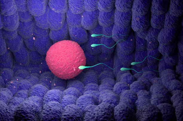 The egg cell or ovum (pl.: ova) is the female reproductive cell, or gamete, in most anisogamous organisms (organisms that reproduce sexually with a larger, female gamete and a smaller, male one). The term is used when the female gamete is not capable of movement (non-motile). If the male gamete (sperm) is capable of movement, the type of sexual reproduction is also classified as oogamous.