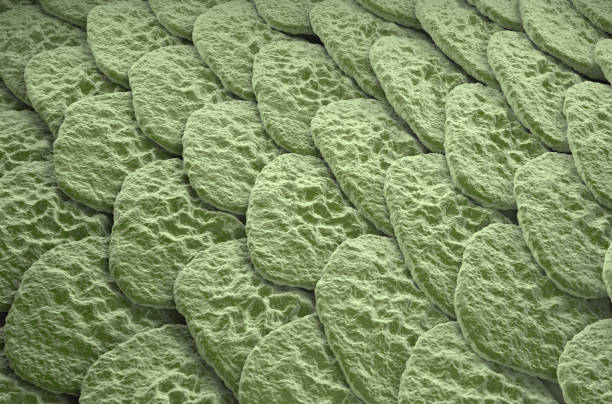 istock Healthy human skin (Epidermis) surface - isometric view 3d illustration 2191631463