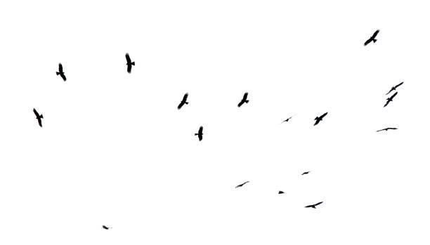 istock A flock of birds in flight isolated on a white background 2191632688