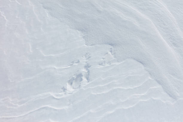 istock A snow covered ground with a few footprints 2191632706