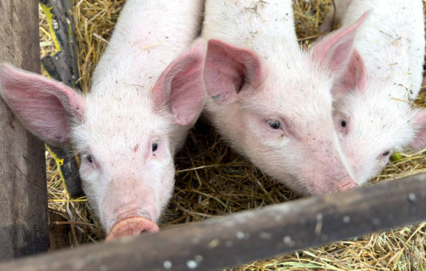 istock Three white pigs are eating hay in a pen 2191632894