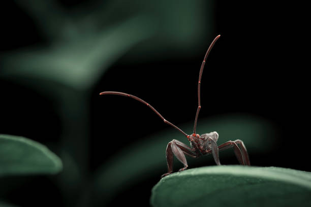 The image showcases a vibrant green Zelus renardii, possibly a nymph, delicately positioned on a dried flower against a dark background, highlighting the insect's intricate details.