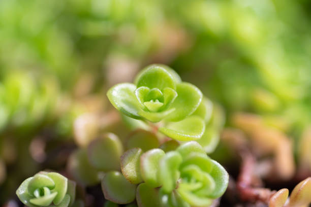 Small succulents in the garden
