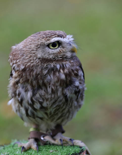 bird of prey owl with yellow beak on falconer s perch  and green background