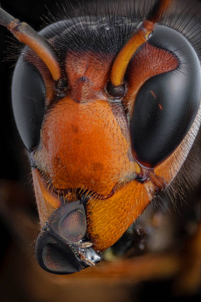 istock A close-up of a wasp 2191635557
