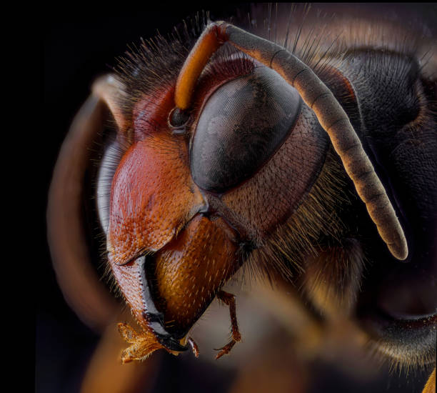 istock A close-up of a wasp 2191635558