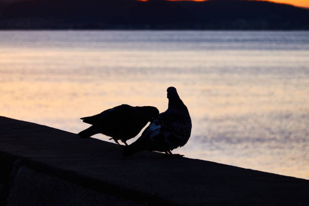 couple bird, two birds