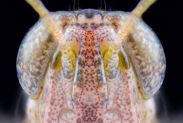 A close-up of a grasshopper's head
