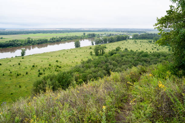 A beautiful river meanders through a lush, vibrant green field that is generously surrounded by towering trees and various plants, creating a natural landscape full of life and tranquility