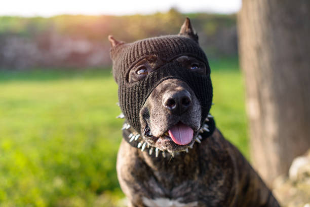 A charming dog wearing a unique costume features a studded collar and a mask, sitting confidently on a rock amidst an open grassy outdoor composition, blending whimsy and boldness in a creative display