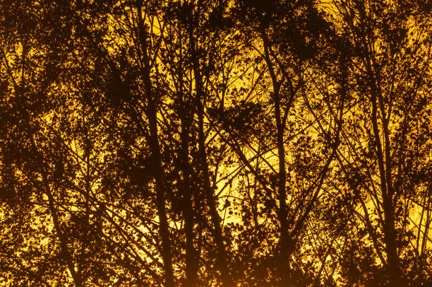 Vibrant sunset casts a warm orange hue, revealing dark silhouettes of tall trees against the colorful sky. The tranquil atmosphere evokes peace and reflection.