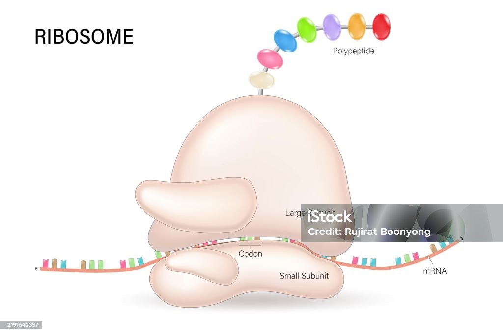 Translating Ribosome Simple Ribosome Structure Vector Process Of Translation Rna Directed Synthesis ...