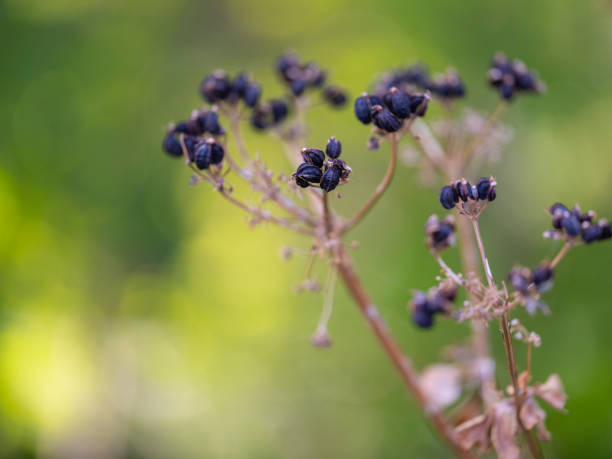 beautiful plants in the nature