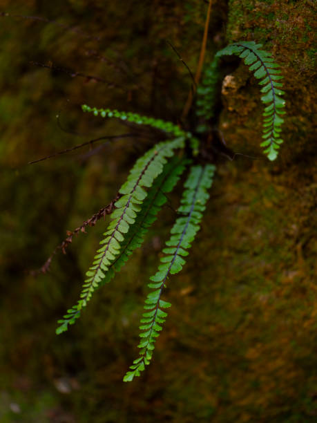 istock beautiful plants in the forest 2191645226