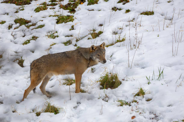 Portrait of an European grey wolf (Canis lupus lupus)