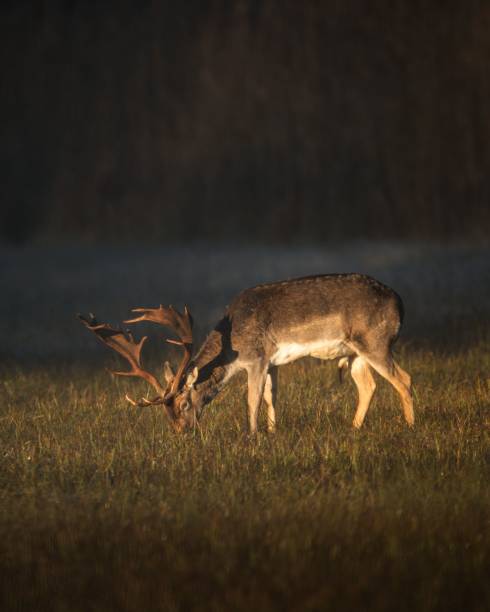 istock Majestic deer grazing in a sunlit meadow 2191647085