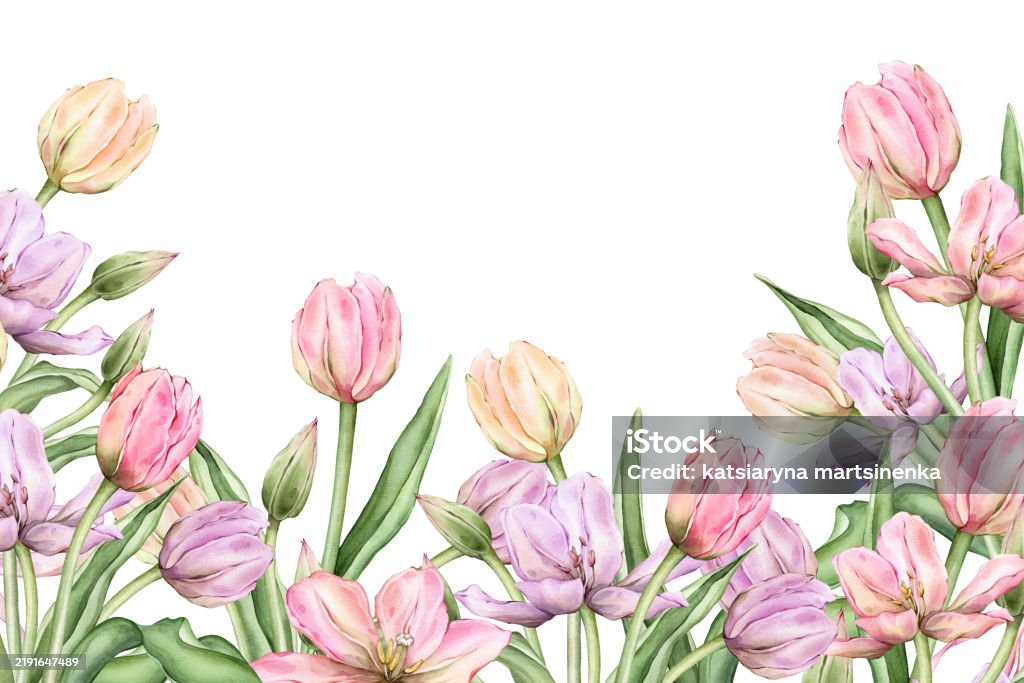 Rectangular Frame With Pastel Pink Light Tulips And Open Bud For Hello ...
