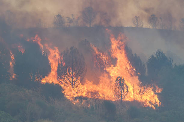 istock Forest Fire in Gallipoli, Canakkale, Turkiye 2191647651