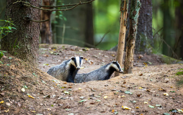 istock European Badger couple(Meles meles) in fall evening 2191647908