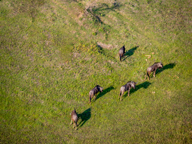 istock Grazing wildebeest (Connochaetes taurinus) in the Okavango Delta in Botswana. 2191648153