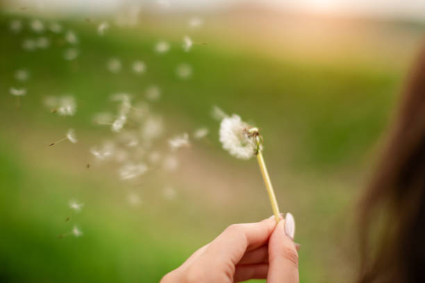 istock Young Woman Blows Dandelion with Seeds Floating Away Gracefully 2191649018