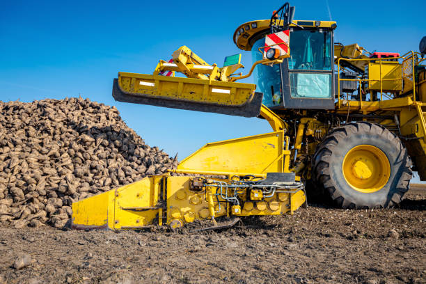 istock Conveyor line for collecting and loading sugar beet into a truck for transportation 2191649156