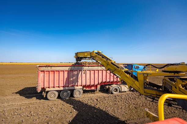 View on agricultural machine, beet loader as transferring freshly harvested mature sugar beet roots, from big pile placed on ground into truck trailer over long conveyor.