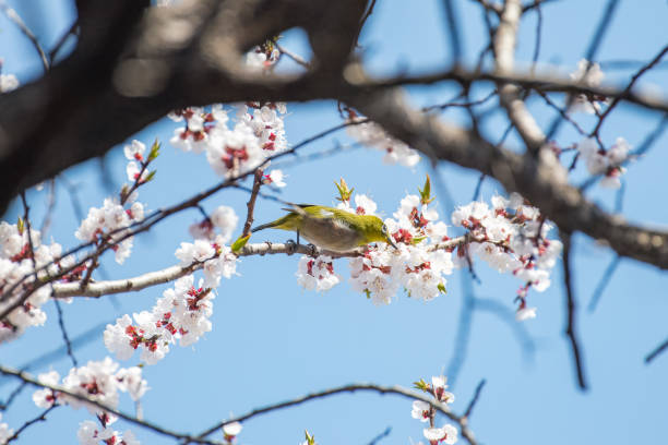 istock A bird that drinks the honey of cherry blossoms while showing its side. 2191649861