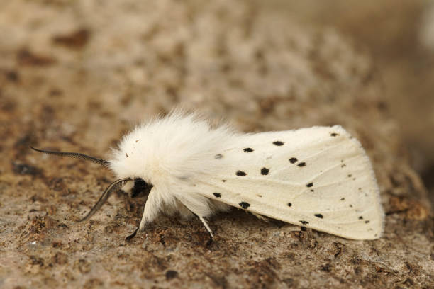 istock Closeup on the the white ermine , erebiidae moth, Spilosoma lubricipeda 2191651731