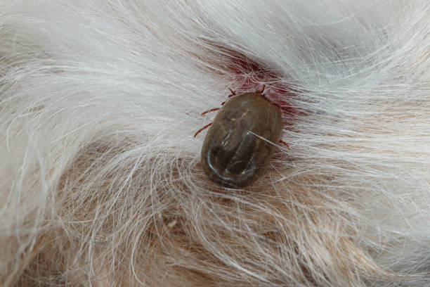 istock Ticks big that are sucking blood 2191651778