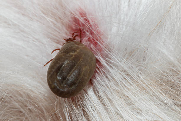 istock Ticks big that are sucking blood . 2191651807