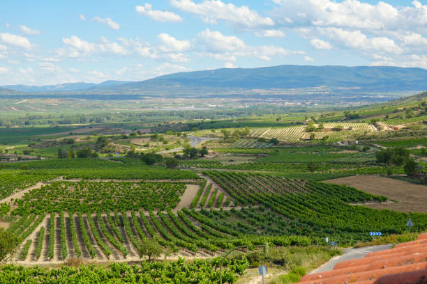 Vineyards in winter in La Rioja, Spain
