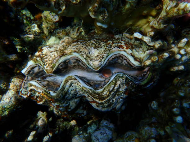 istock Maxima clam or small giant clam (Tridacna maxima) undersea 2191654858